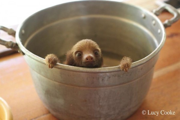 20 Unbelievably cute sloth photos will brighten your day.