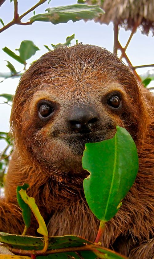 These are the happiest sloths in the world.