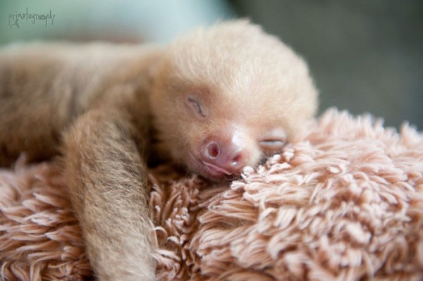 20 super cute sloth photos will put a smile on your face.