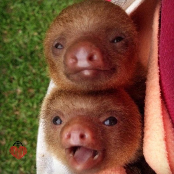 20 super cute sloth photos will brighten your day.