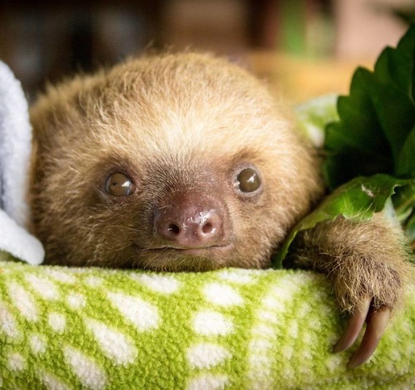 20 Unbelievably cute sloth photos will put a smile on your face.