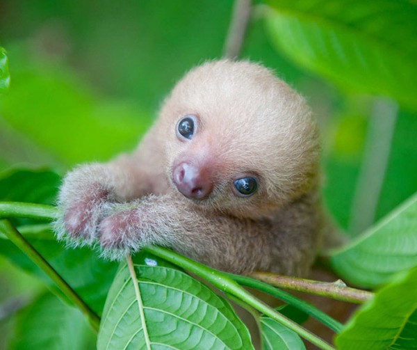 20 super cute sloth photos will put a smile on your face.