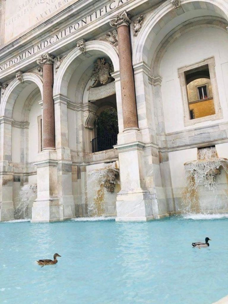 Ducks in the Trevi Fountain in Rome.