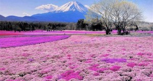 Flower fields of pink moss in Japan, Mount Fiji.