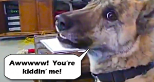 Ultimate dog tease video is super hilarious.
