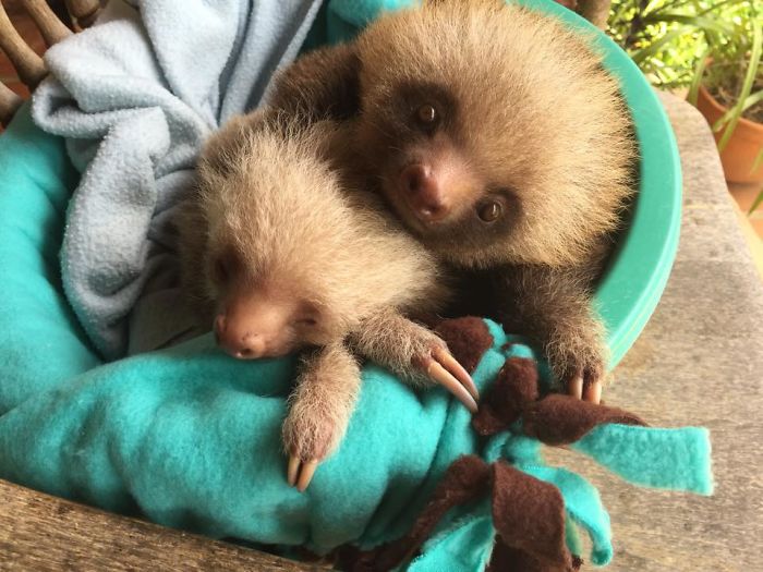 20 Super Cute Sloth Photos - Travels And Living