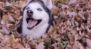 This funny Siberian husky will put a smile on your face. Looks like he enjoys playing in leaves.
