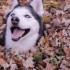 This funny Siberian husky will put a smile on your face. Looks like he enjoys playing in leaves.