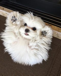With her button eyes Coco is a real beauty and probably the cutest Maltese ever.