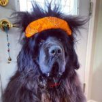 Hank the Newfoundland with the Craziest Hairdos