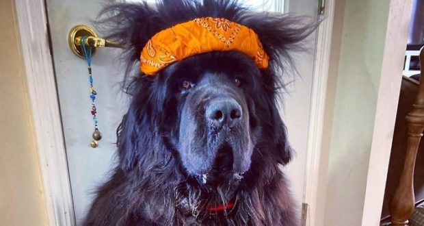 Meet Hank the Newfoundland dog with the craziest hairstyles.