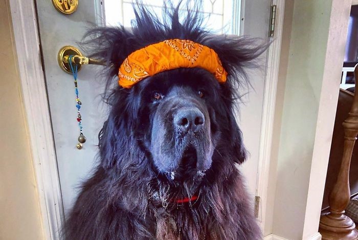 Meet Hank the Newfoundland dog with the craziest hairstyles.